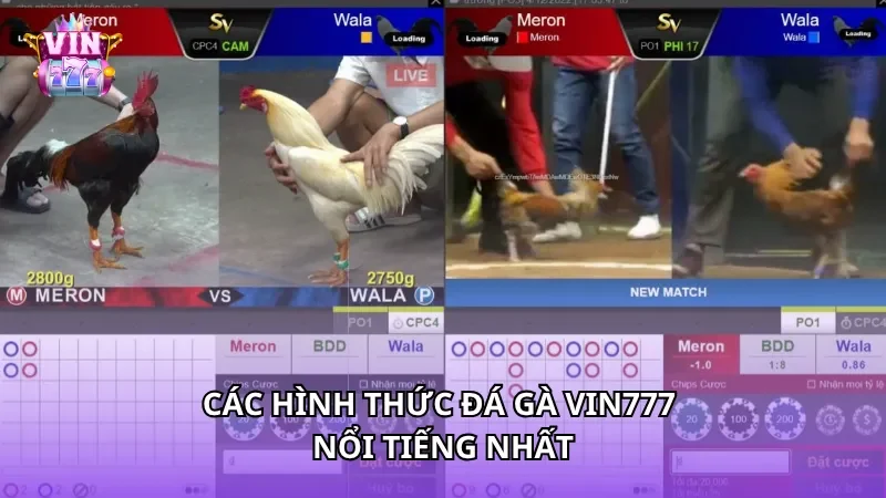 Các hình thức Đá gà Vin777 nổi tiếng nhất